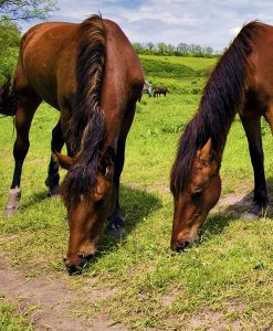 Horse Pasture Overseeding Seeds