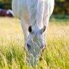 horse pasture without ryegrass. Equine pasture without ryegrass