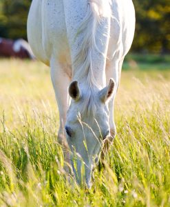 horse pasture without ryegrass. Equine pasture without ryegrass