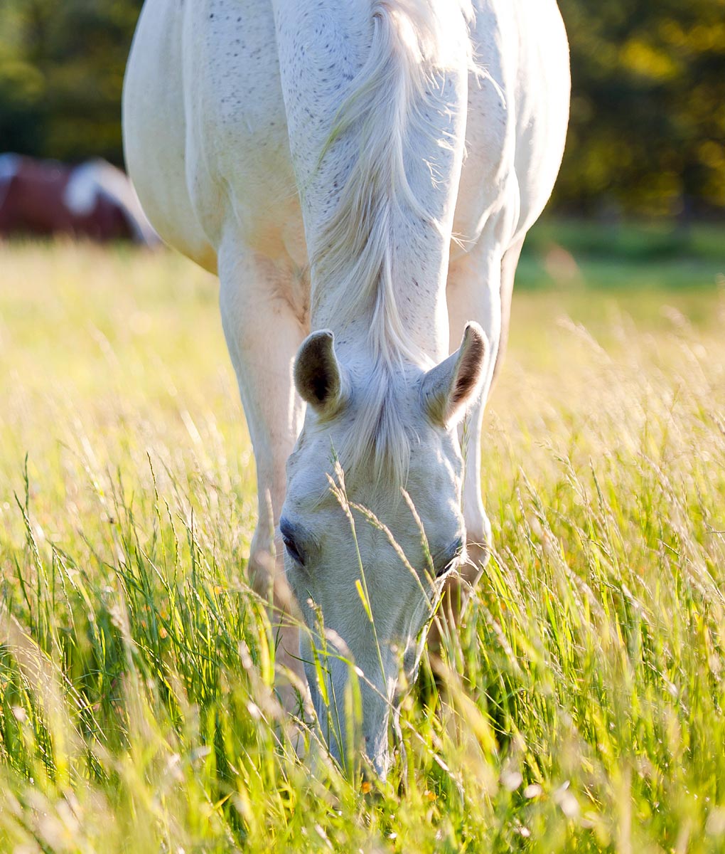 horse pasture seed without ryegrass. Equine pasture without ryegrass
