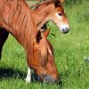 No Ryegrass Equine Grazing With Pasture Herbs