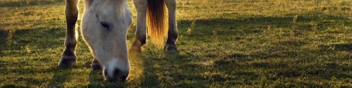 UK Supplier of Horse Pasture Seeds & Pony Paddock Seed