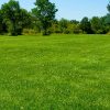 Bulk Grass Seed For Parkland Areas & Public Sites