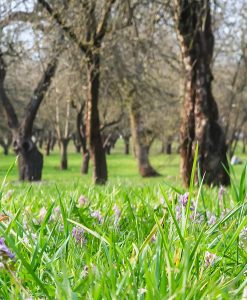 Bulk Parkland Wildflower Meadow Seeds