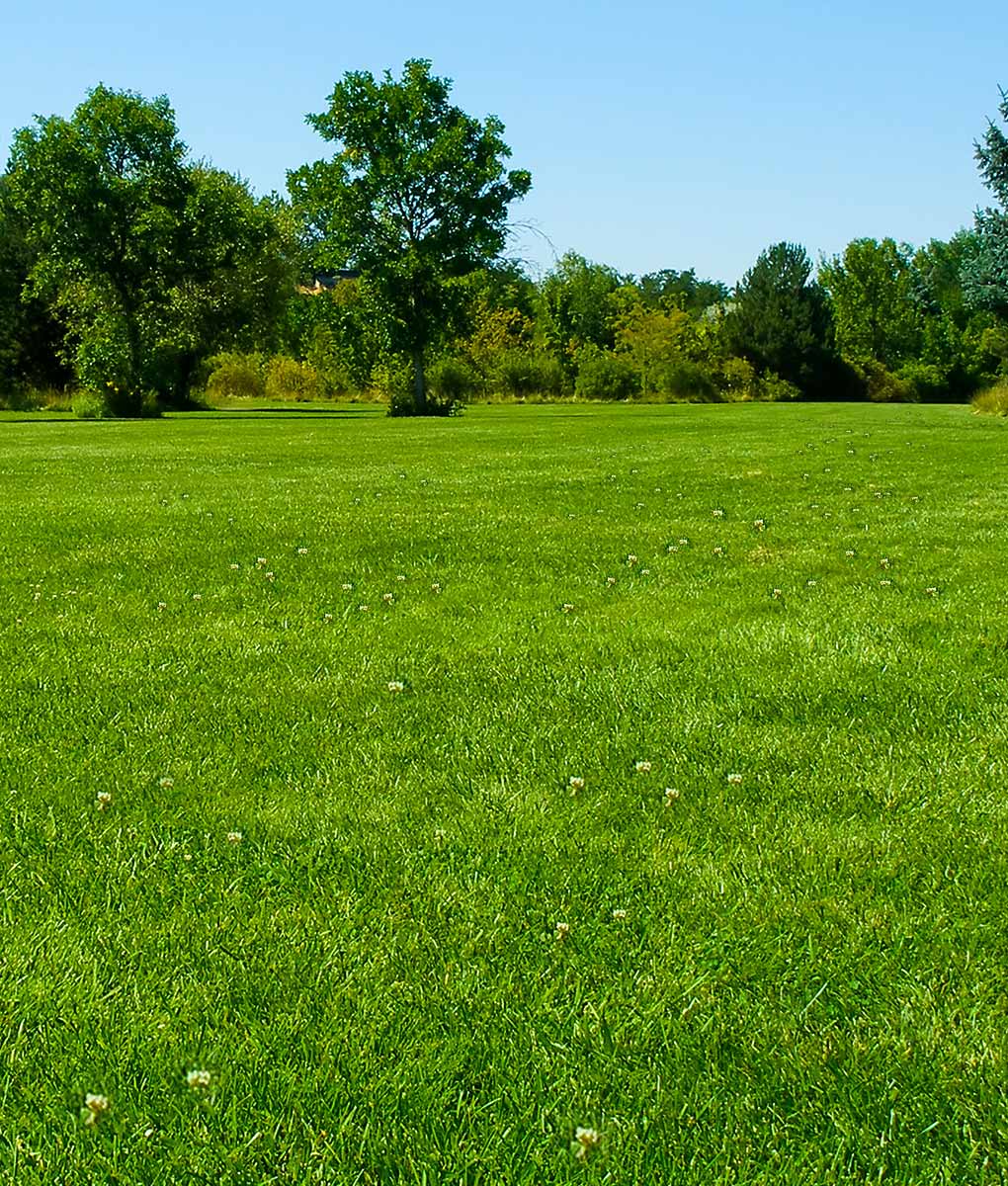 Bulk Grass Seed For Parkland Areas & Public Sites