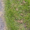 Repair Overseeding Lawn Seed With Ryegrass
