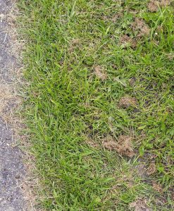 Repair Overseeding Lawn Seed With Ryegrass