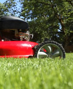 Lawn Seed Without Ryegrass Produces a Slow Growing Low Maintenance Lawn