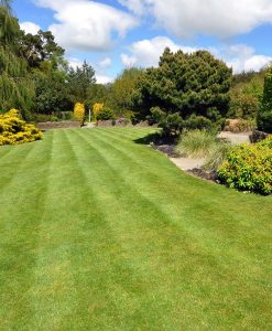 Quality Hardwearing Lawn Seed With Dwarf Ryegrass