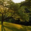 Lawn Seed for Shade