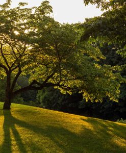 Lawn Seed for Shade