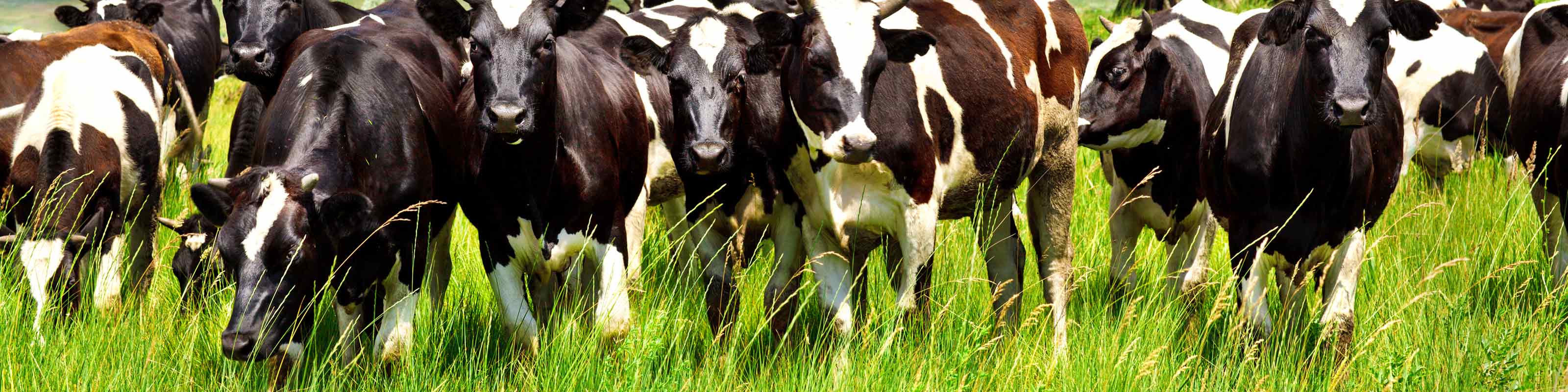 Long Term Grazing Grass Seed Mixtures for Cattle & Sheep