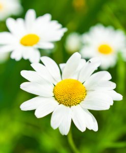 Native Economy Wildflower Seeds