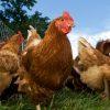 Poultry Grass Seed For Free Range Hens, Chickens