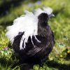 Quality Forage For Free Range Hens & Other Poultry