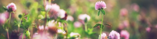 Red Clover Seed