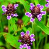 Wildflower Seed for Clay Soil
