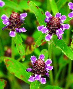 Wildflower Seed for Clay Soil