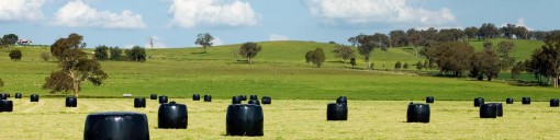Short Term Leys For Silage