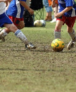 Pitch Repair Seed for Overseeding Amenity Grass