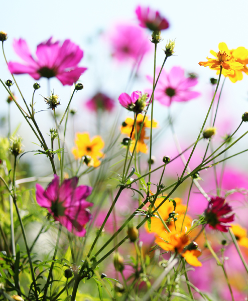 WILDFLOWER SEEDS - NO GRASS
