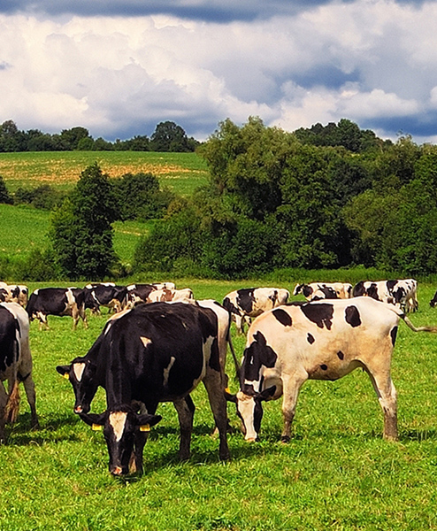 CUTTING & GRAZING GRASS