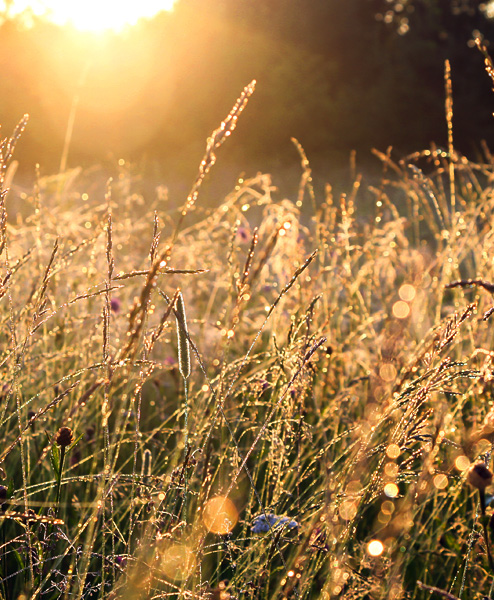 MEADOW GRASS SEED