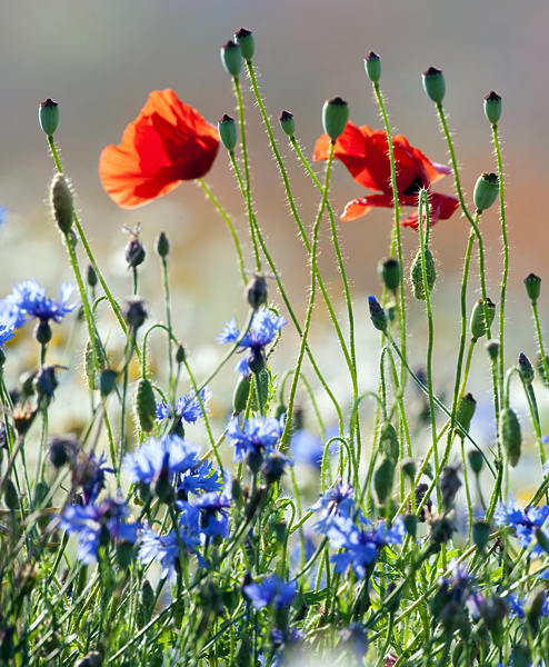 ANNUAL WILDFLOWERS