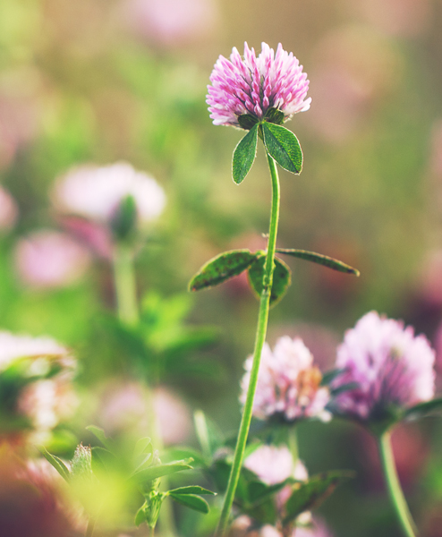 RED CLOVER SEED