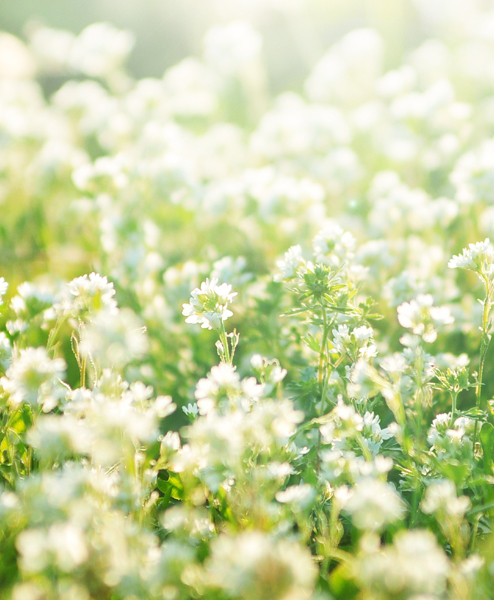 WHITE CLOVER SEED