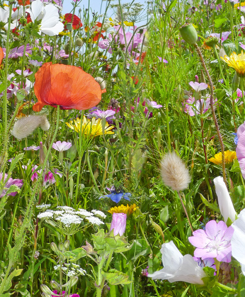 80/20 WILDFLOWER MEADOW SEEDS