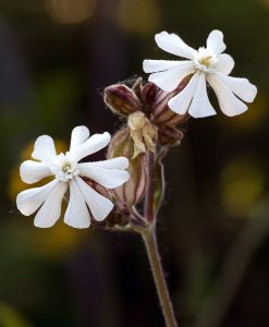 Diverse Wildflower Seeds