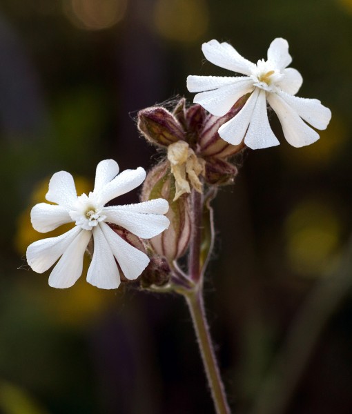 Native Wildflower Seeds Suitable for Most Soils GSS DIRECT LTD