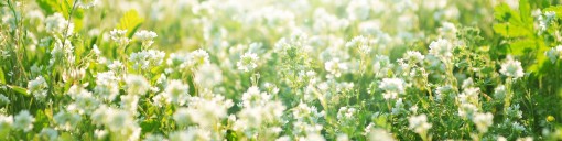 White Clover Seed Supplier