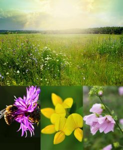 Wilflower Meadow For Sand