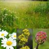 Bulk Wildflower Meadow Seeds