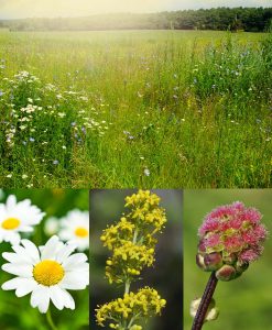 Budget Wildflower Meadow Seeds