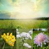 Wildflower Meadow for Chalk Soil