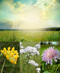 Wildflower Meadow for Chalk Soil