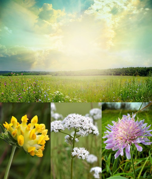 Wild Flower Seed Mix for Chalky Soils 10g  Meadow seeds