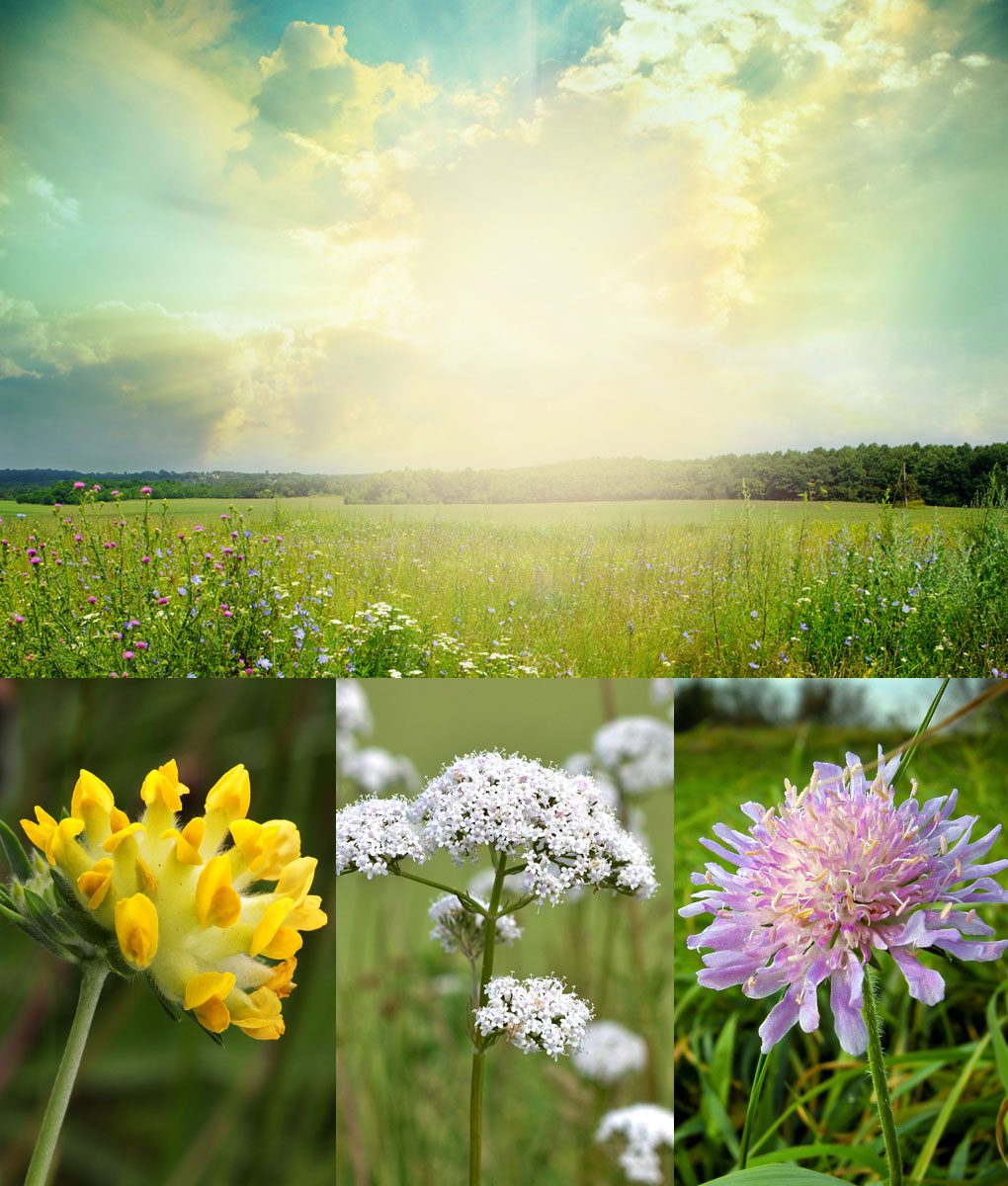 Chalk Soil or Limestone Wildflower Meadow Seed - GSS DIRECT LTD