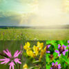 Native Wildflower Meadow for Clay Soil Seeds
