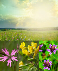 Native Wildflower Meadow for Clay Soil Seeds