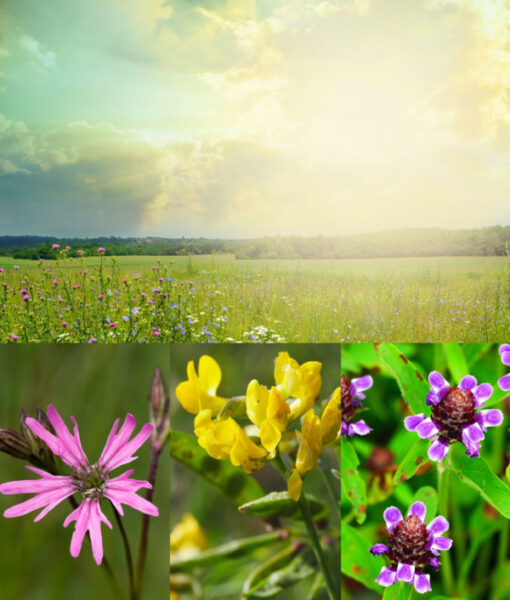 Native Wildflower Meadow for Clay Soil Seeds