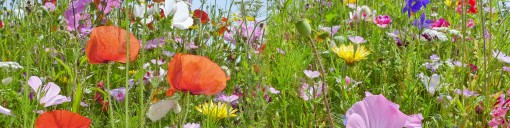 Wildflower Seed & Meadowgrass Seeds Supplier