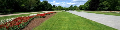 Grass Seed For Landscaping