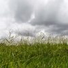 Basic Meadow Grass Seed Economy Meadowgrass