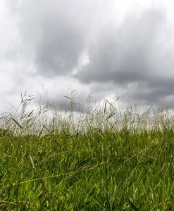 British Meadowgrass Seed Without Ryegrass