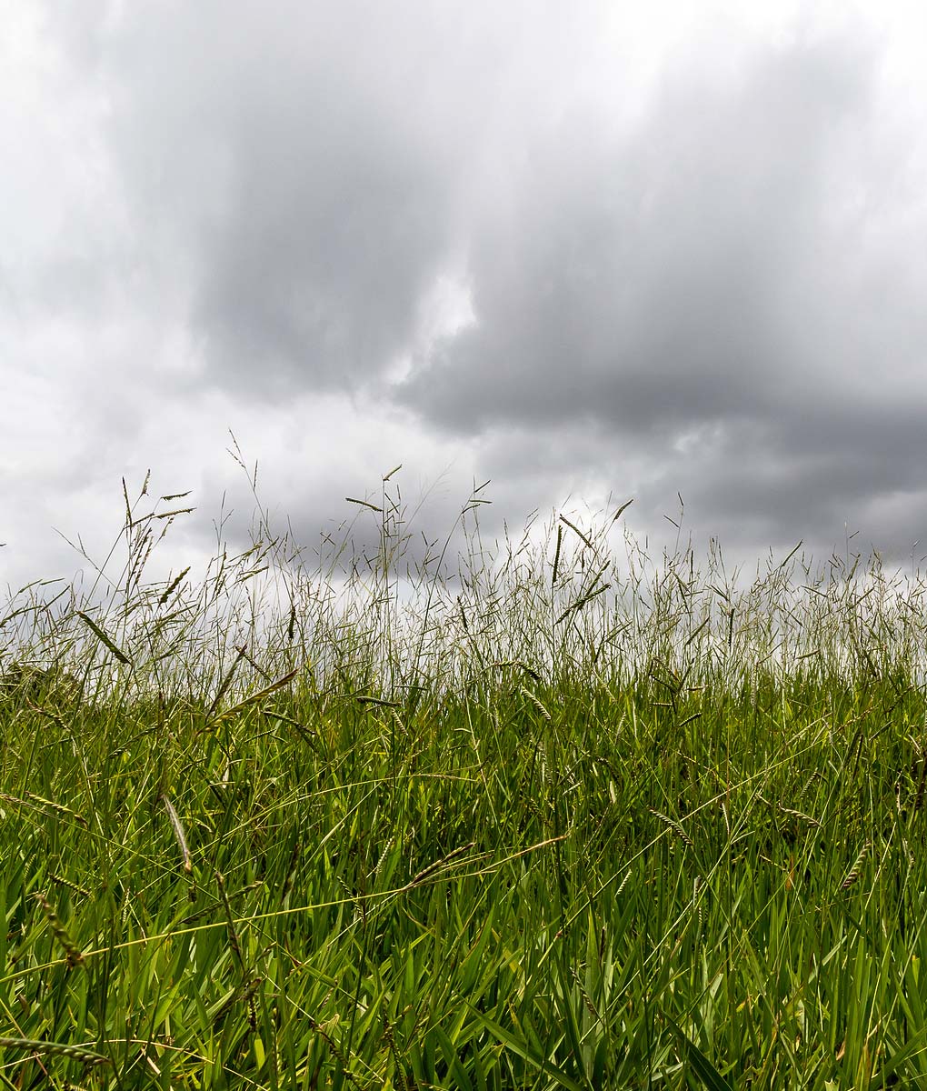 Basic Meadow Grass Seed Economy Meadowgrass