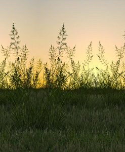 Native Meadow Grass Seed